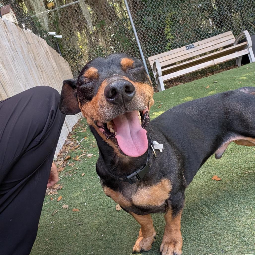Percy, Adoptable, Adult Male Dachshund.