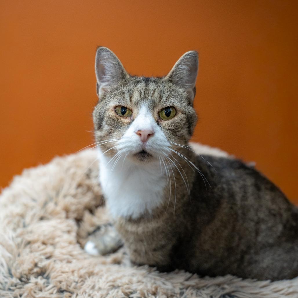 Meredith, Adoptable, Adult Female Domestic Short Hair.