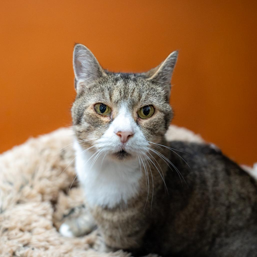 Enlarge Meredith, a Adoptable Domestic Short Hair in Gainesville, GA image 2/2