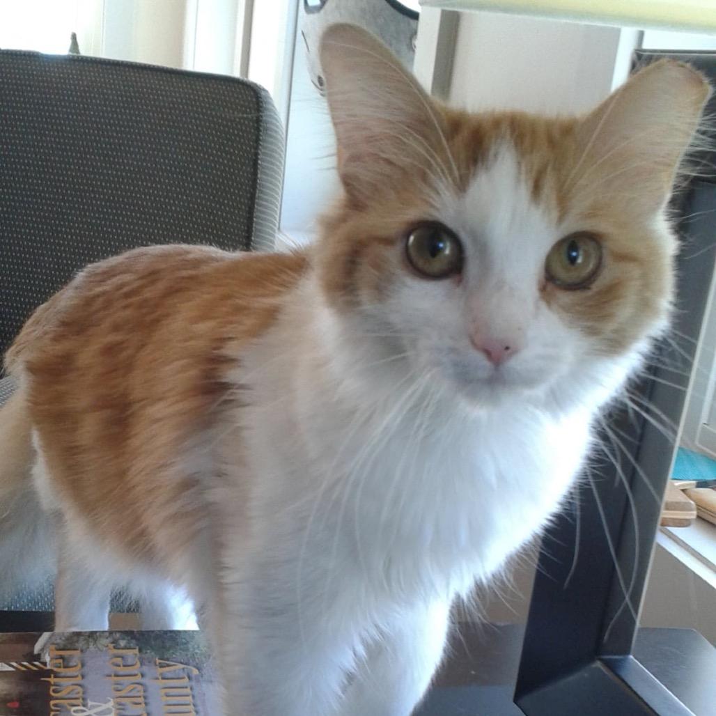 Enlarge Roxy, a Adoptable Domestic Medium Hair in Ephrata, PA image 1/6