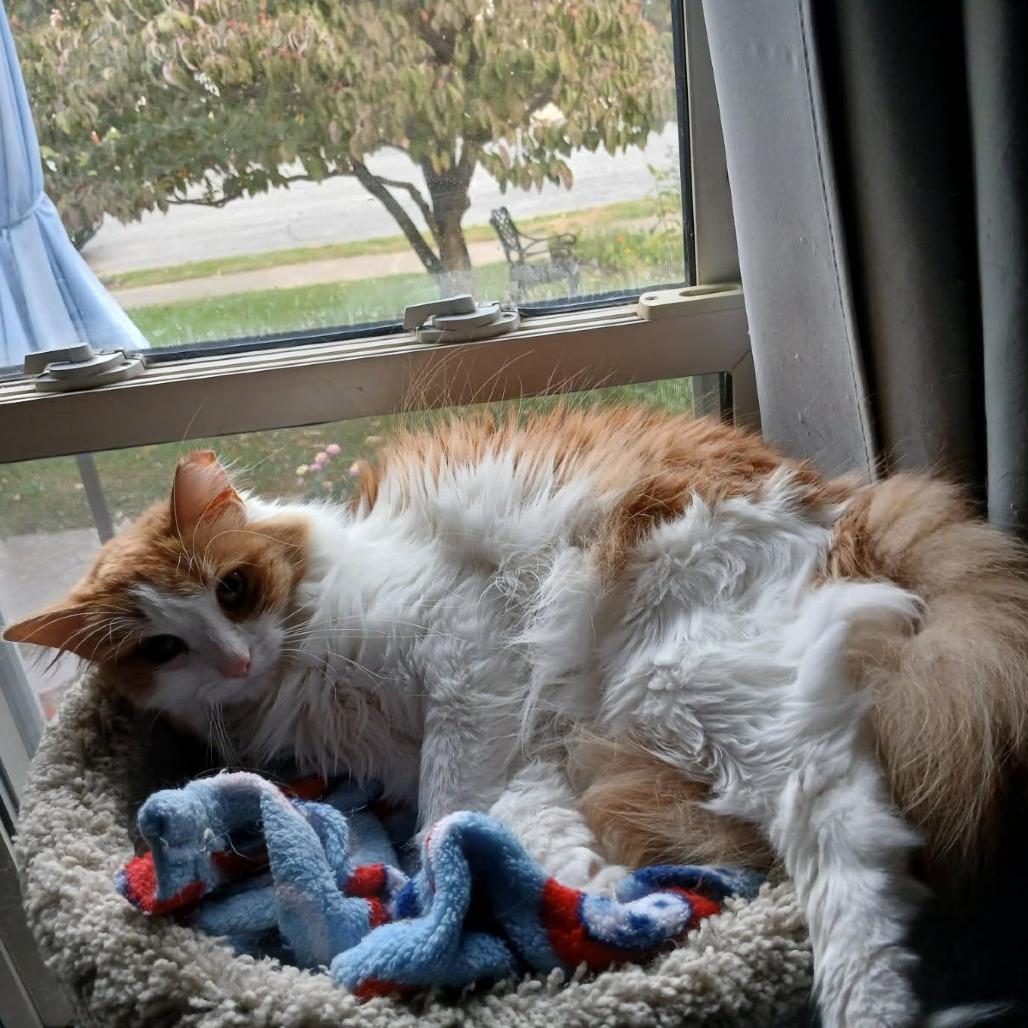 Enlarge Roxy, a Adoptable Domestic Medium Hair in Ephrata, PA image 3/6