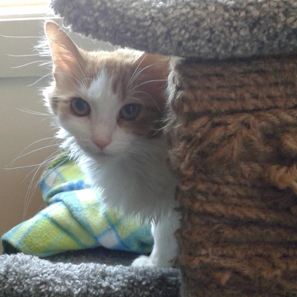 Enlarge Roxy, a Adoptable Domestic Medium Hair in Ephrata, PA image 4/6