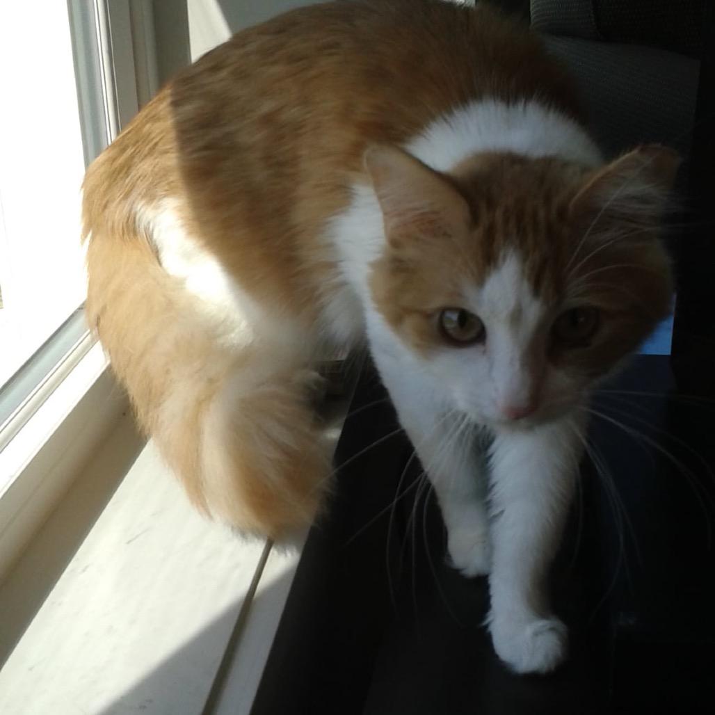 Enlarge Roxy, a Adoptable Domestic Medium Hair in Ephrata, PA image 5/6