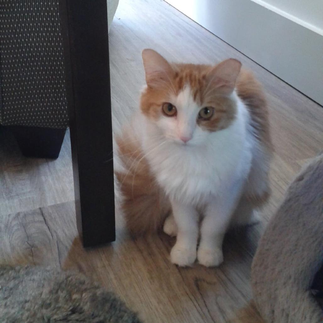 Enlarge Roxy, a Adoptable Domestic Medium Hair in Ephrata, PA image 6/6