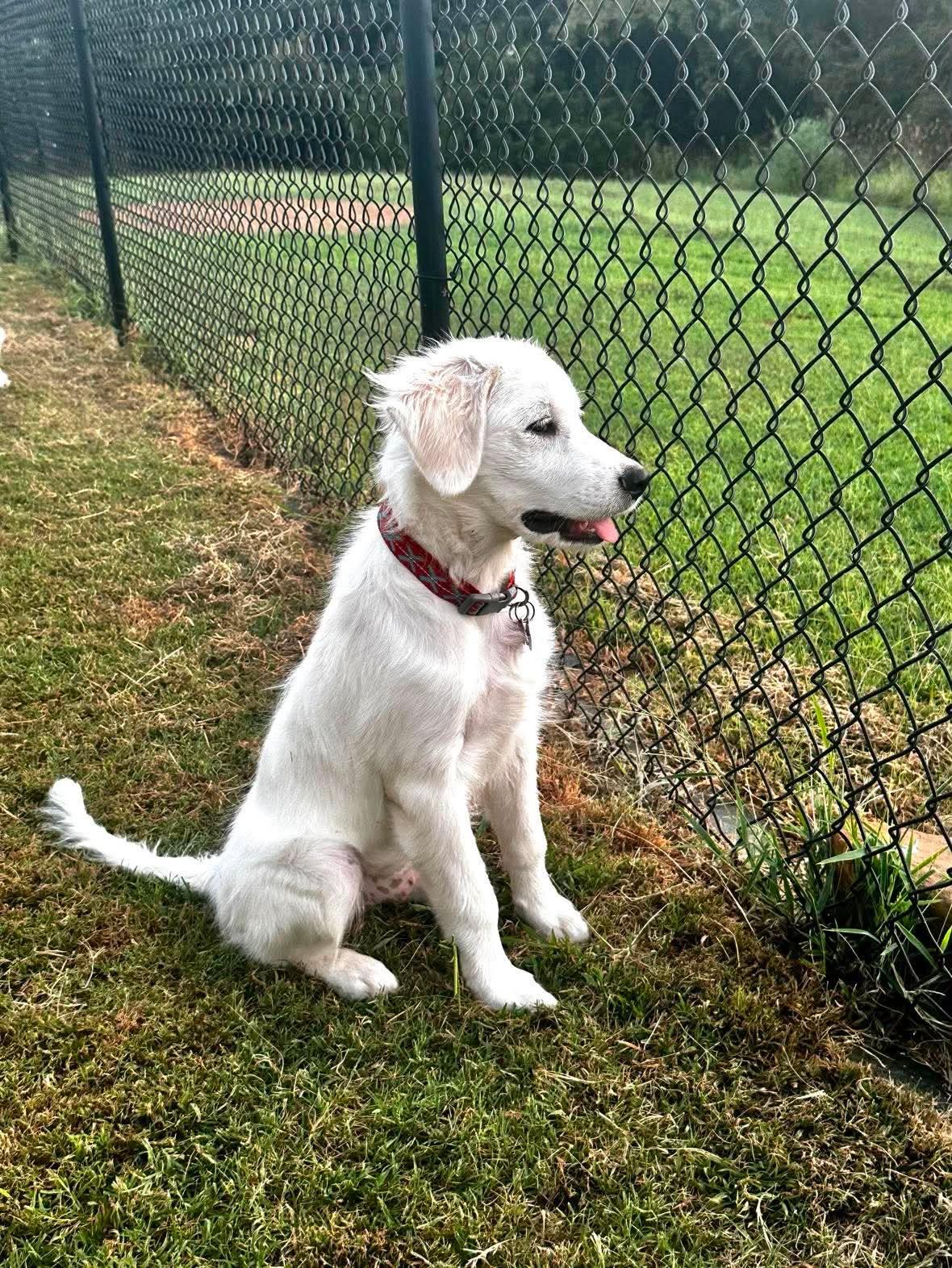 Enlarge Countess, an adopted Great Pyrenees in Kiowa, OK image 2/6