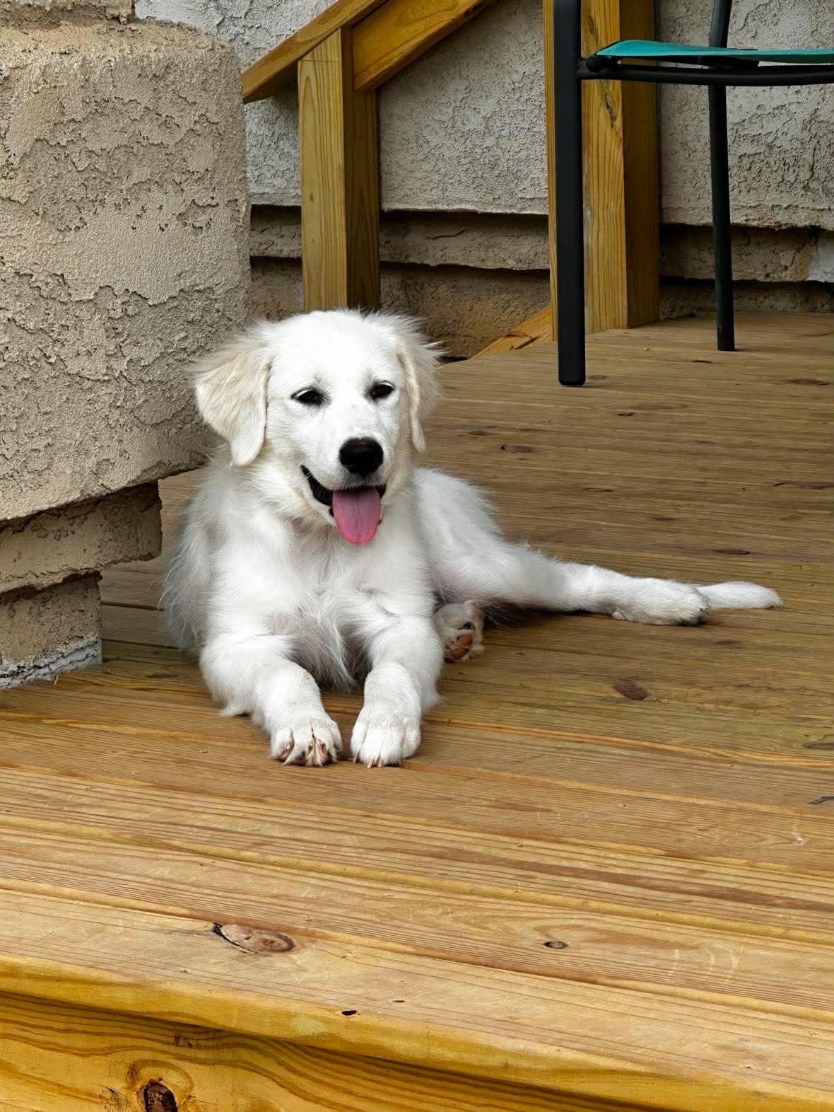 Enlarge Countess, an adopted Great Pyrenees in Kiowa, OK image 5/6