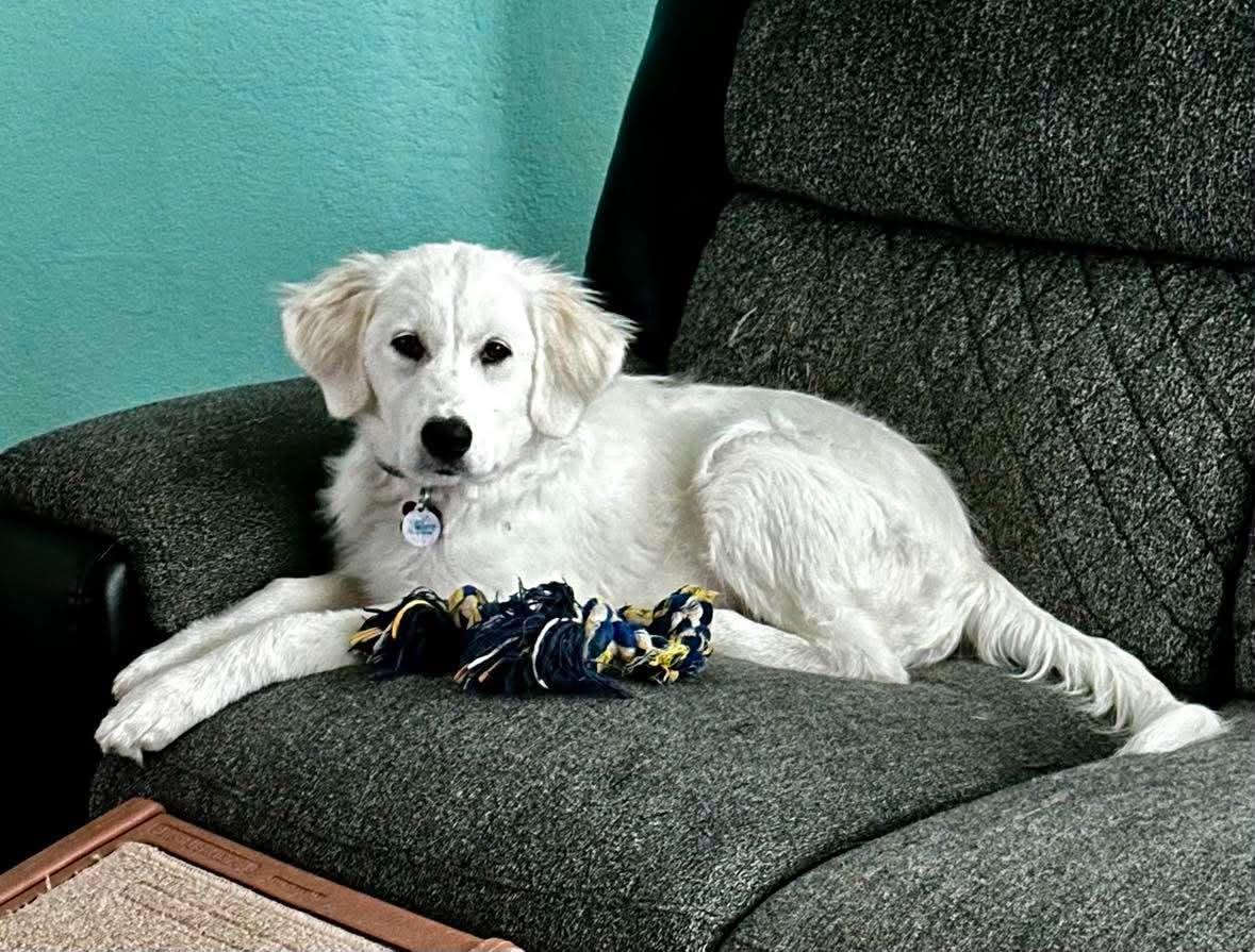 Enlarge Countess, an adopted Great Pyrenees in Kiowa, OK image 3/6