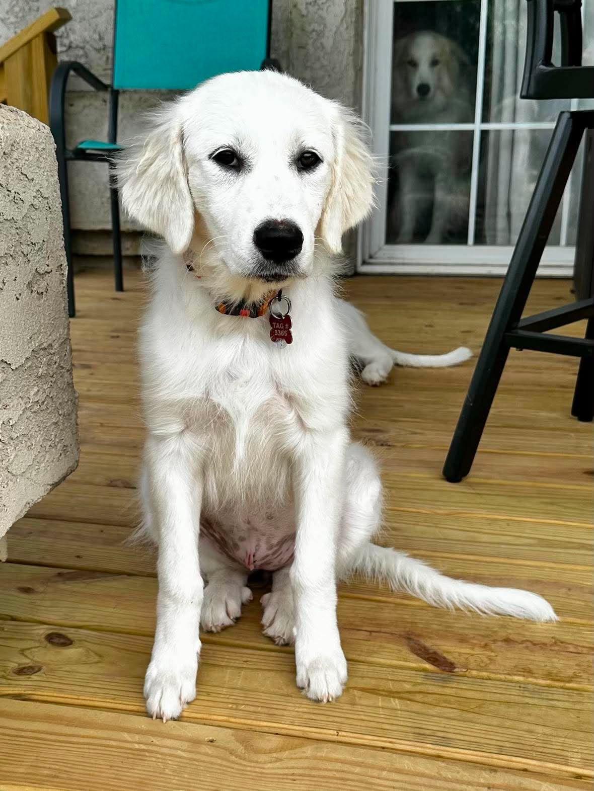 Enlarge Countess, an adopted Great Pyrenees in Kiowa, OK image 6/6