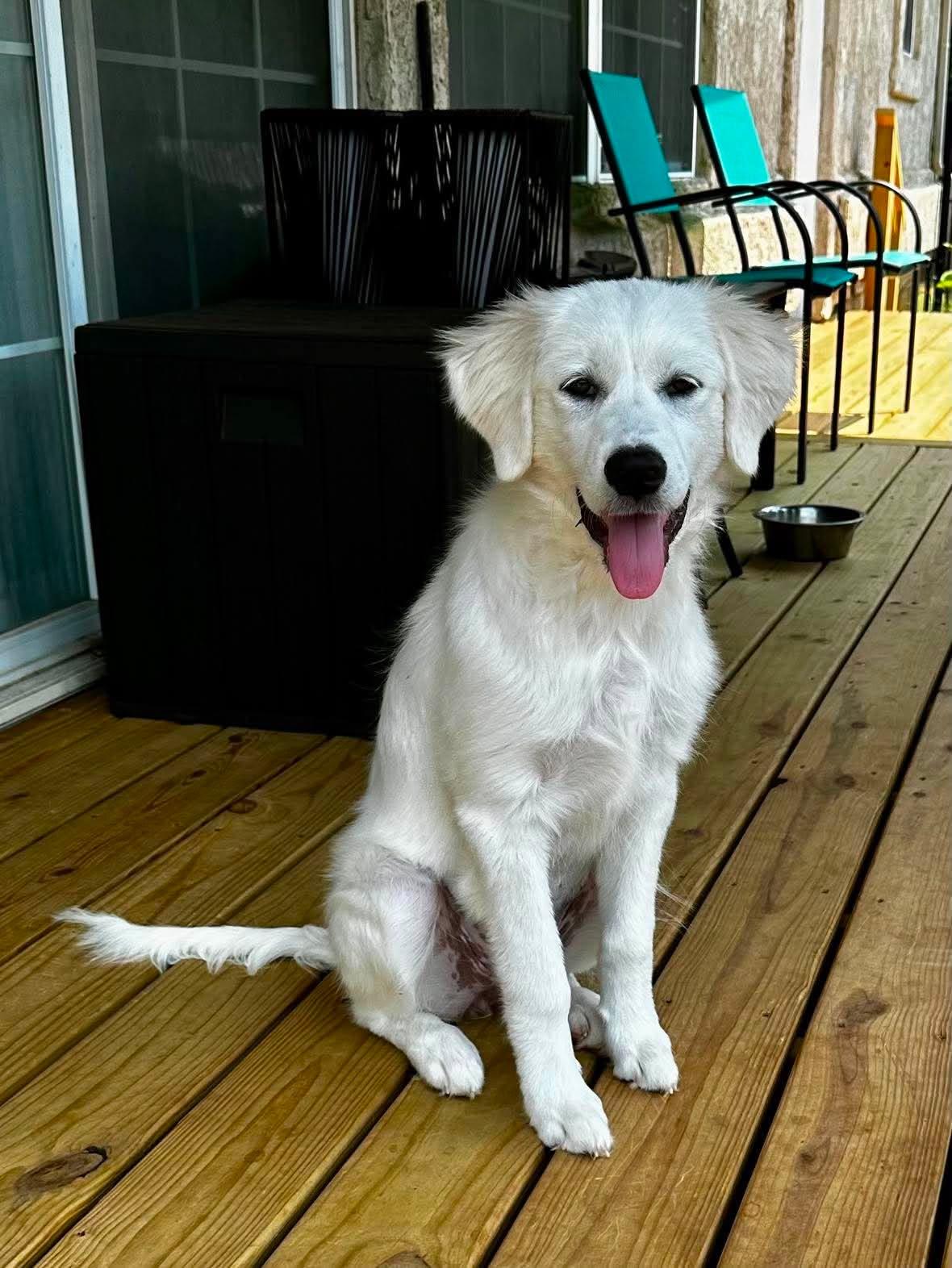 Enlarge Countess, an adopted Great Pyrenees in Kiowa, OK image 4/6