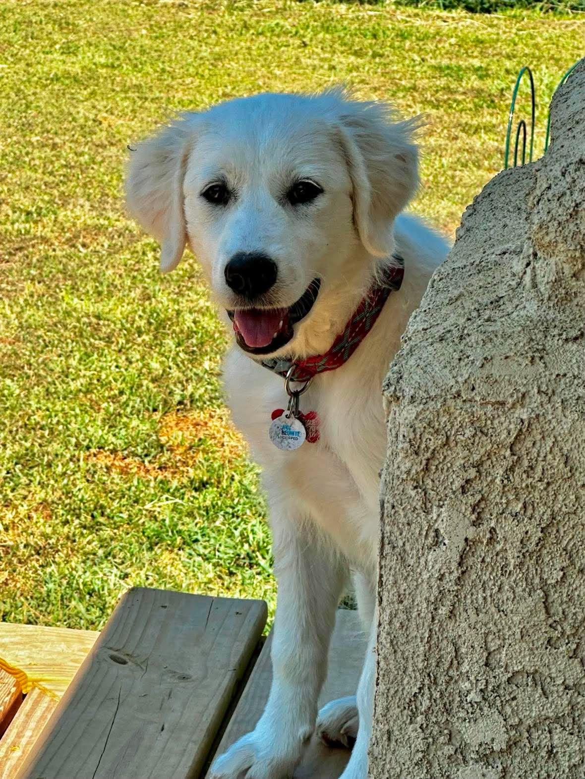 Enlarge Countess, an adopted Great Pyrenees in Kiowa, OK image 1/6