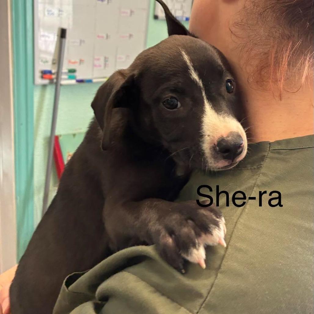 She-ra, Adoptable, Puppy Female Pit Bull Terrier.