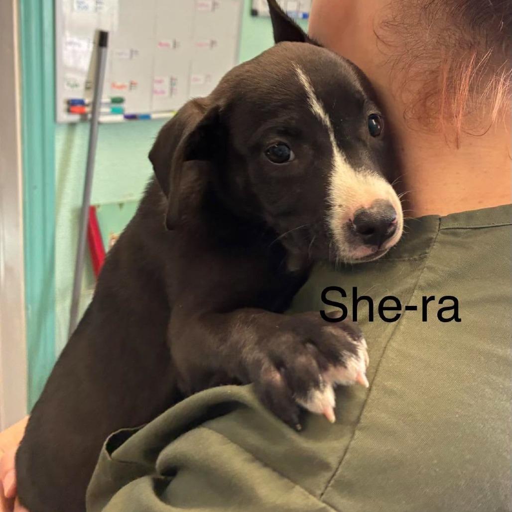 Enlarge She-ra, a Adoptable Pit Bull Terrier in Madill, OK image 2/3