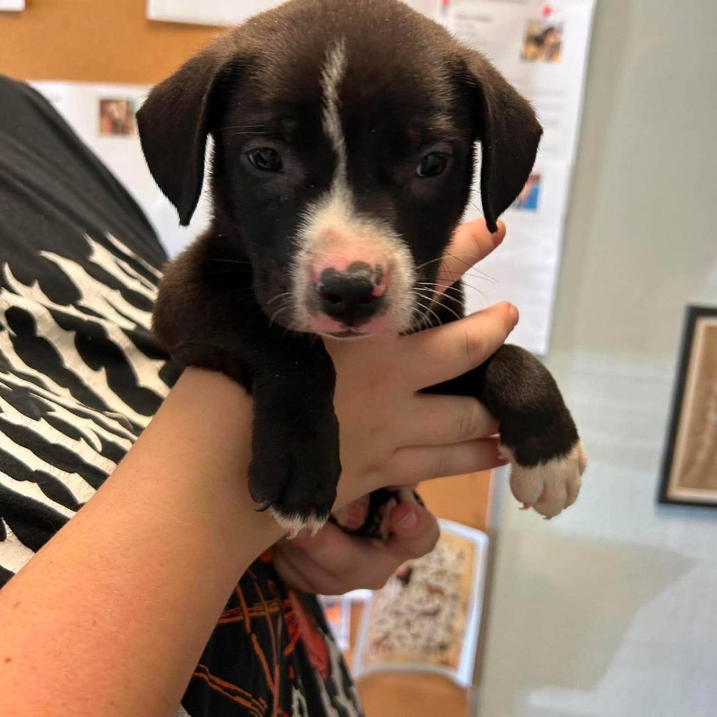 Enlarge She-ra, a Adoptable Pit Bull Terrier in Madill, OK image 3/3