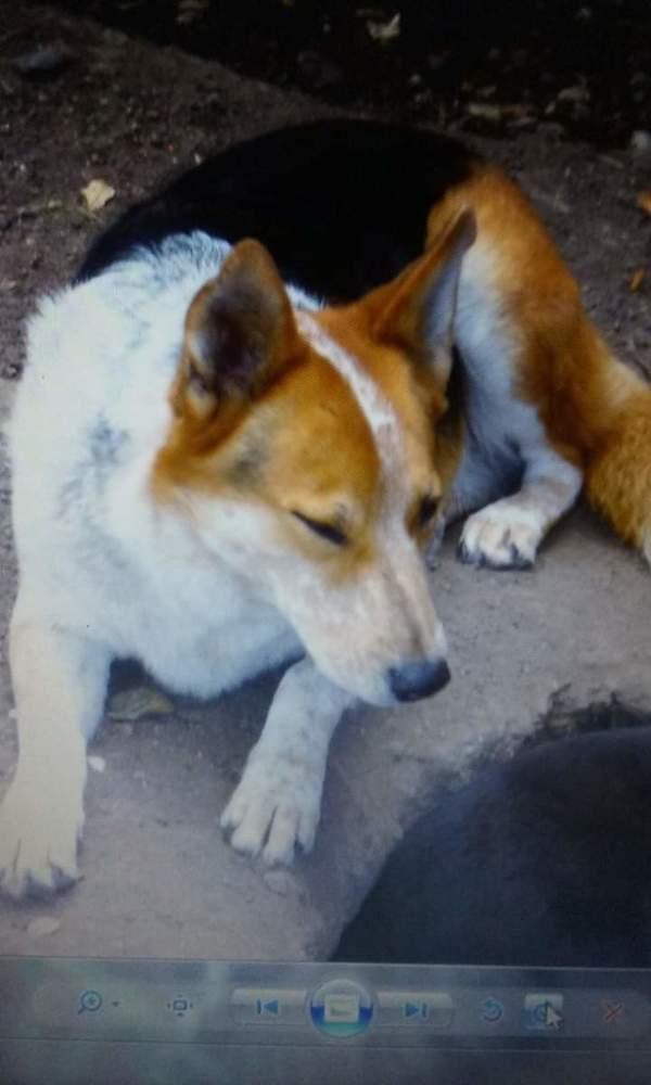 Suki, Adopted, Senior Female Australian Cattle Dog / Blue Heeler & Border Collie.