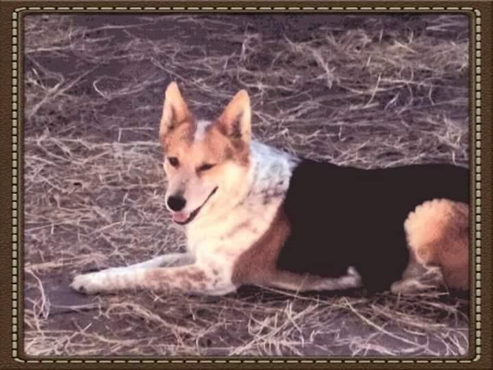 Suki, a Adopted mixed breed in Wausau, WI image 2/3