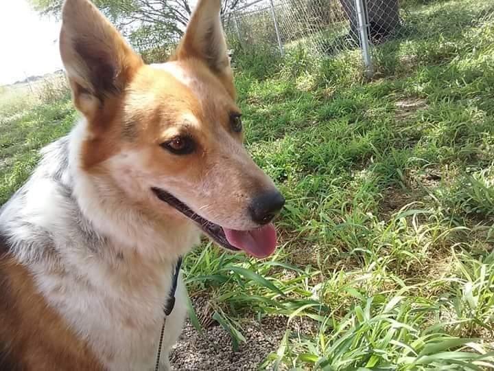 Suki, a Adopted mixed breed in Wausau, WI image 3/3