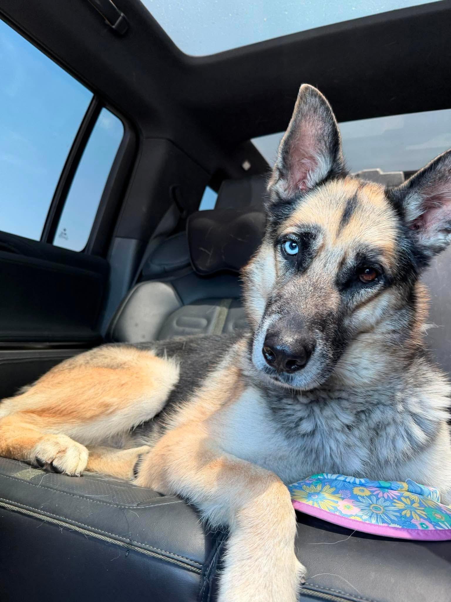 Enlarge Kuzu, a ADOPTABLE mixed breed in Jefferson City, MO image 2/6