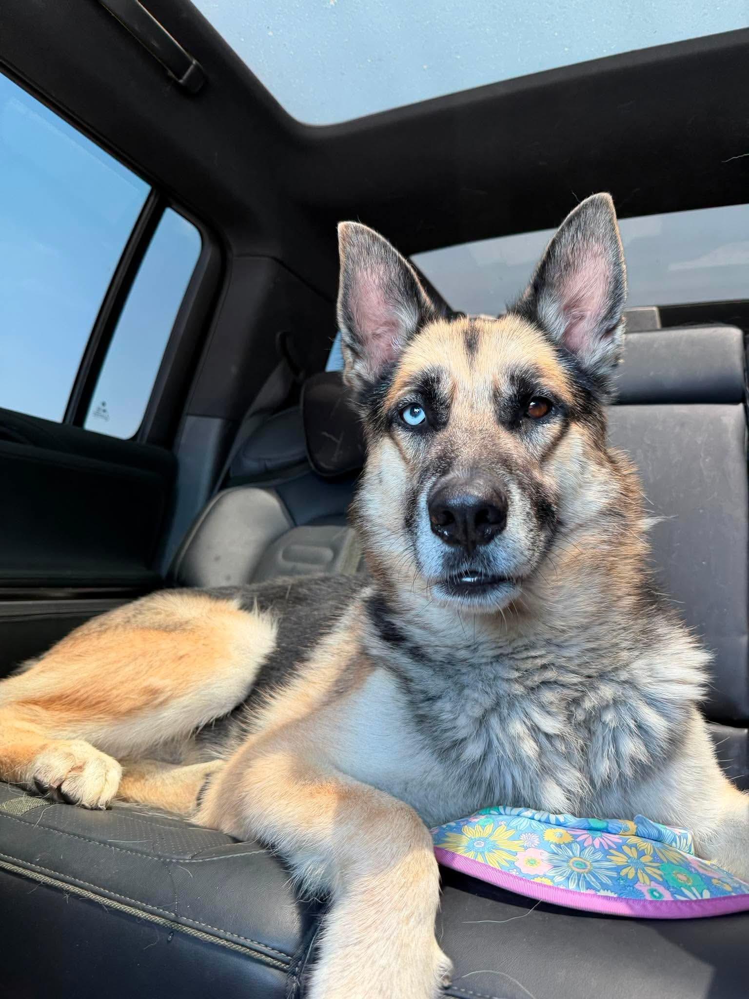 Enlarge Kuzu, a ADOPTABLE mixed breed in Jefferson City, MO image 5/6