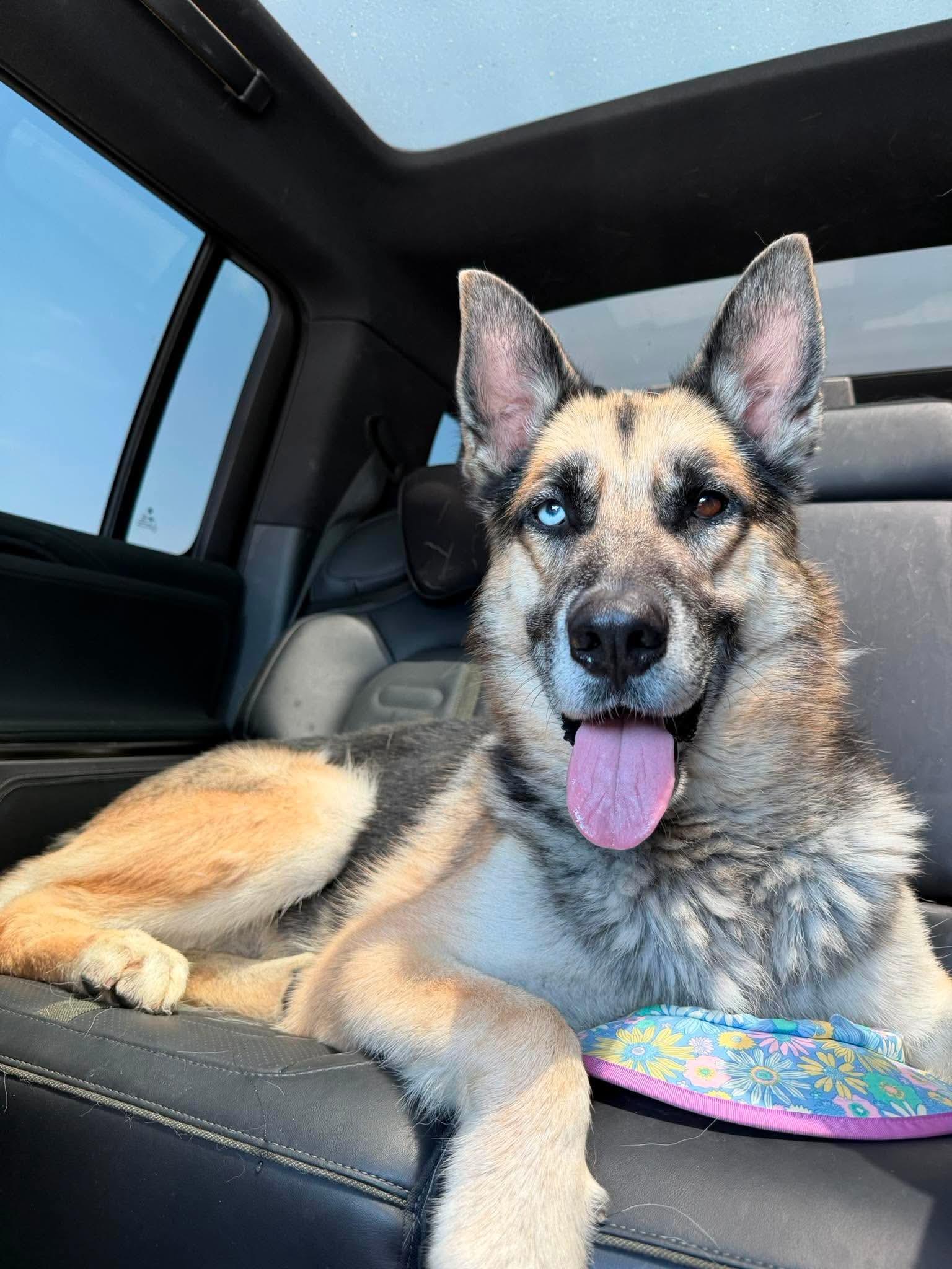 Kuzu, ADOPTABLE, Adult Male German Shepherd Dog & Siberian Husky.