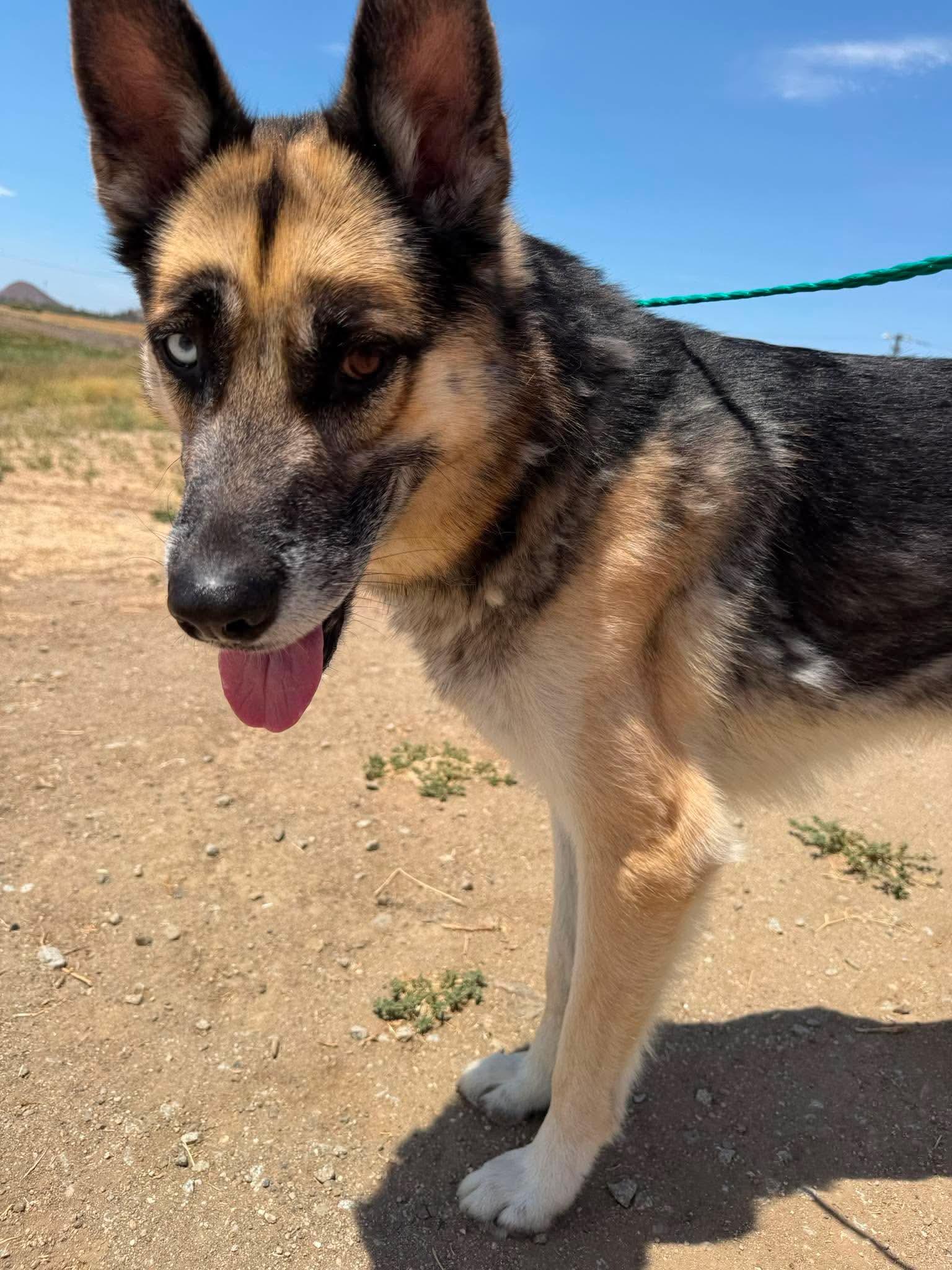 Enlarge Kuzu, a ADOPTABLE mixed breed in Jefferson City, MO image 3/6