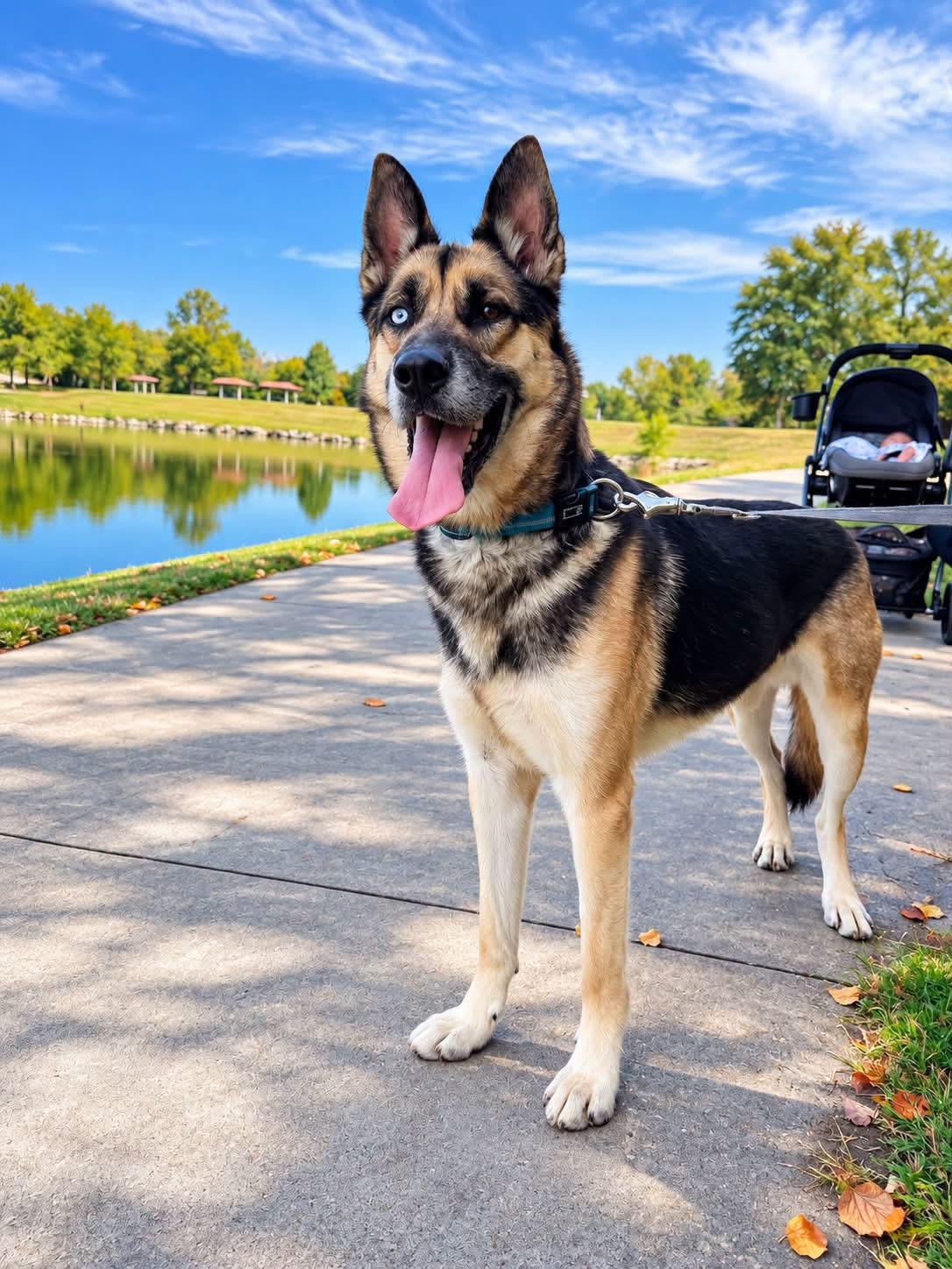 Enlarge Kuzu, a Adoptable mixed breed in Jefferson City, MO image 4/6