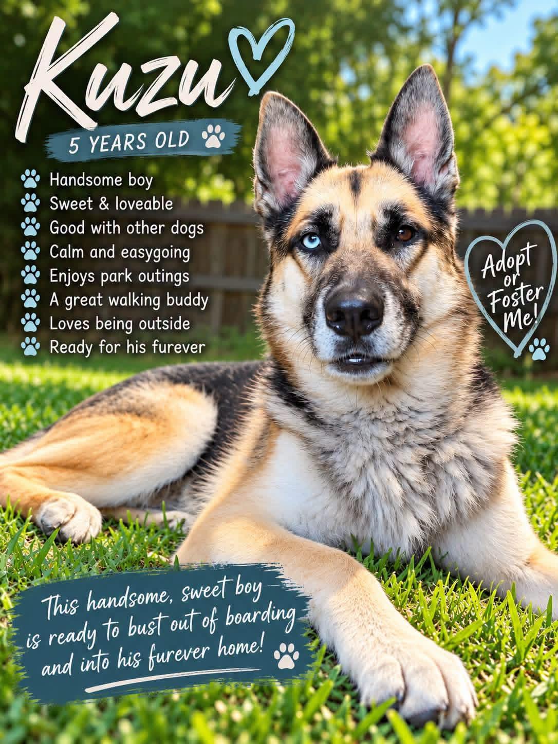 Enlarge Kuzu, a Adoptable mixed breed in Jefferson City, MO image 3/6