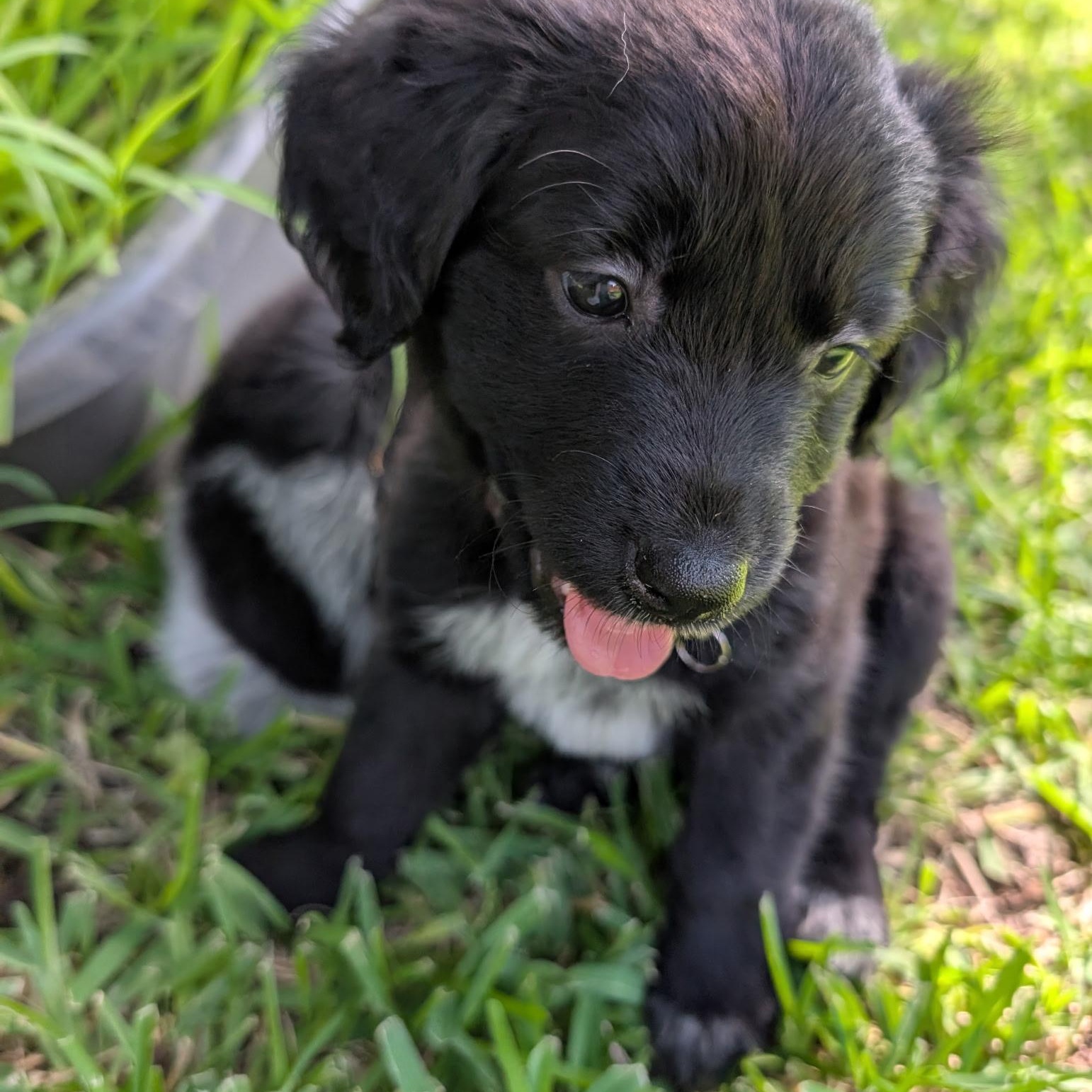 Enlarge Nox, an adopted mixed breed in Dallas, TX image 4/5