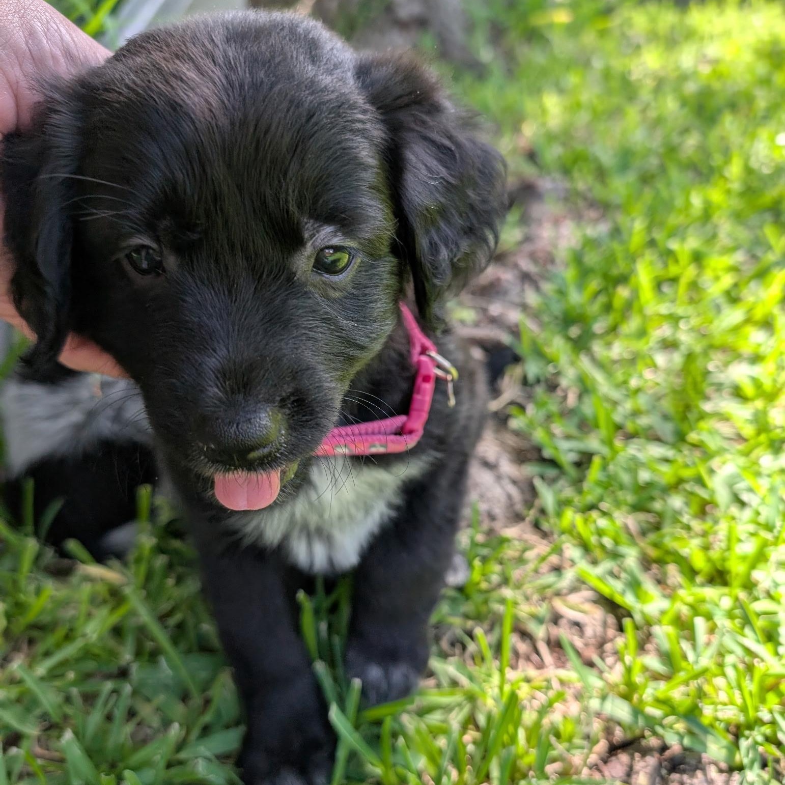 Enlarge Nox, an adopted mixed breed in Dallas, TX image 3/5
