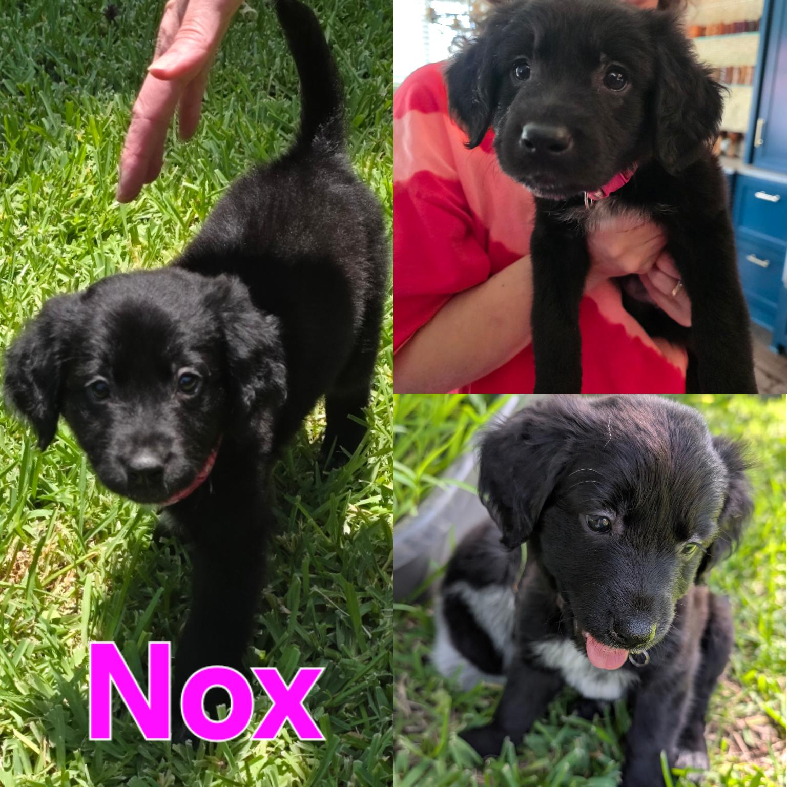 Nox, adopted, Puppy Female Labrador Retriever & Border Collie.