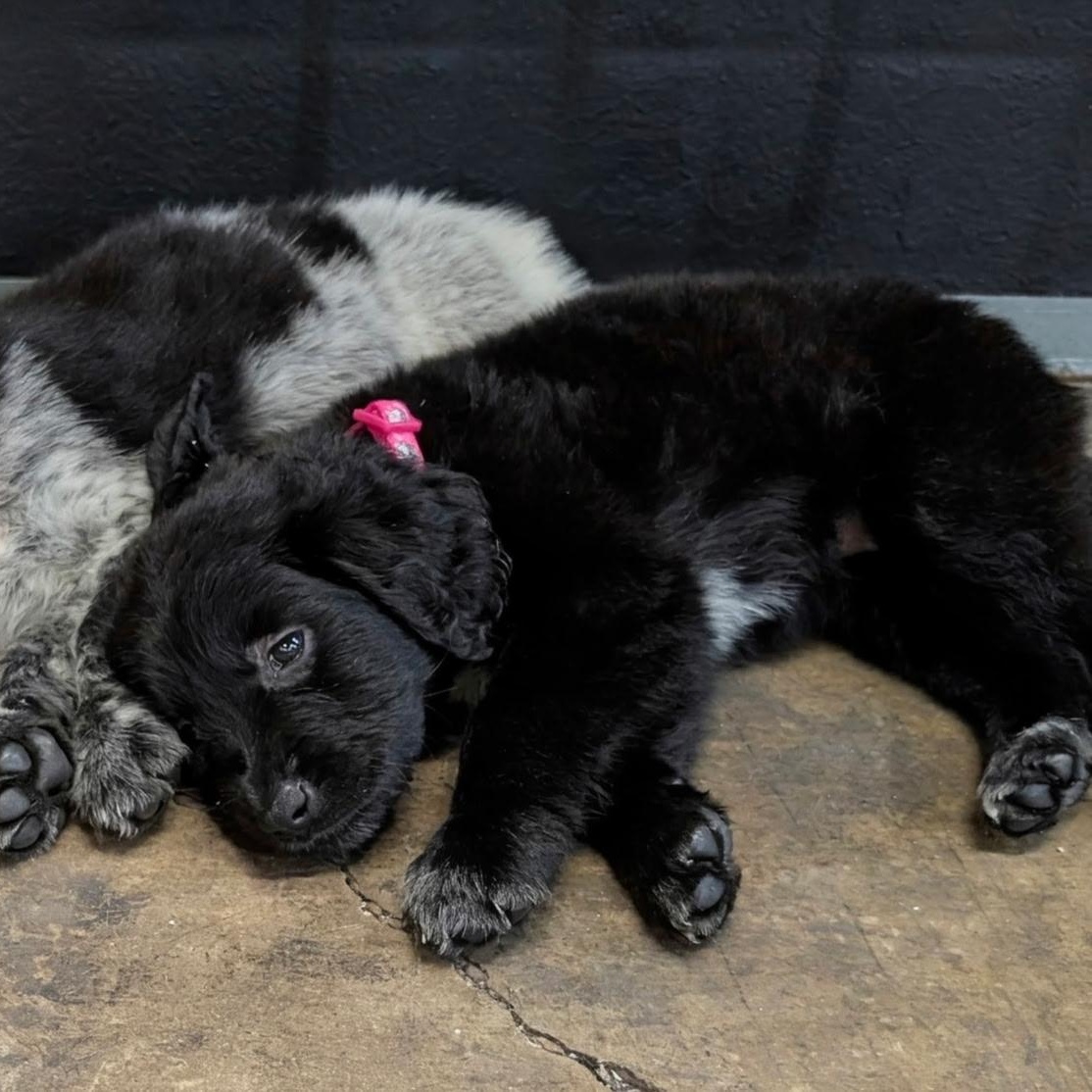 Enlarge Nox, an adopted mixed breed in Dallas, TX image 5/5