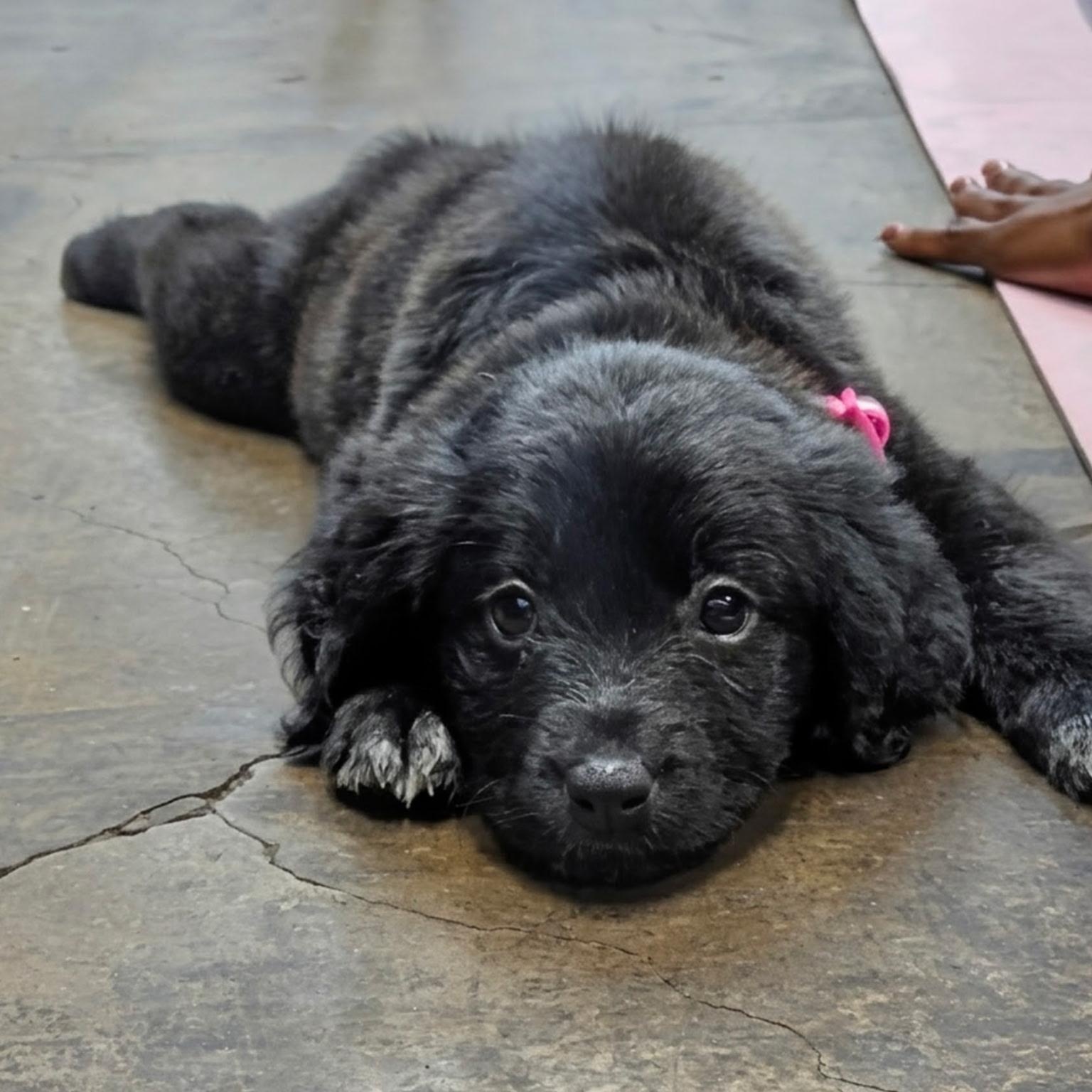 Enlarge Nox, an adopted mixed breed in Dallas, TX image 2/5
