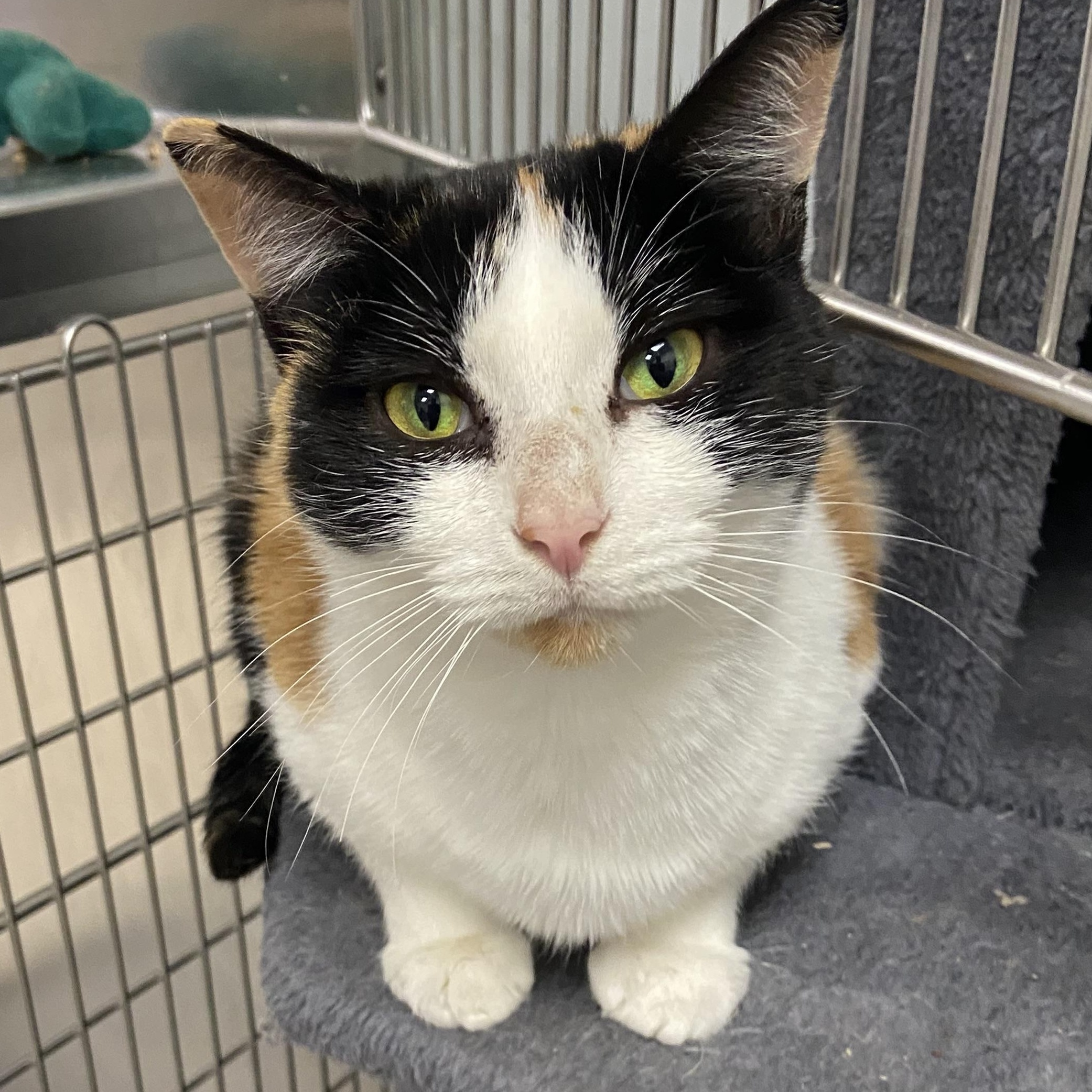 Ella, ADOPTABLE, Adult Female Domestic Short Hair.