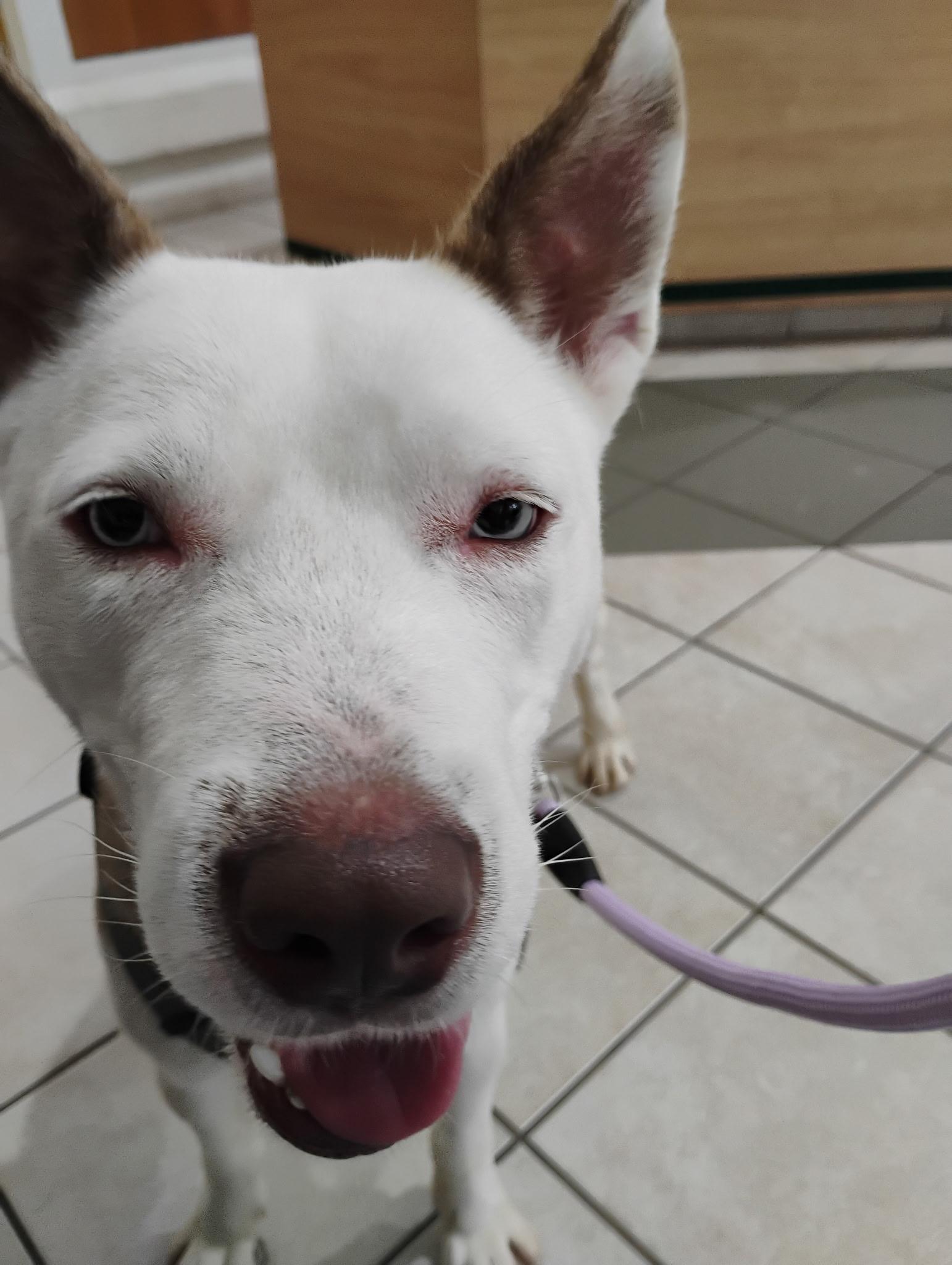 Enlarge Aurora, a Adoptable mixed breed in Lehigh Valley, PA image 3/4