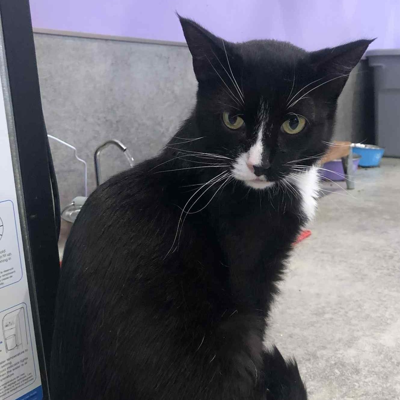 Enlarge Vinny, a ADOPTABLE Domestic Short Hair in Coalhurst, AB image 1/1