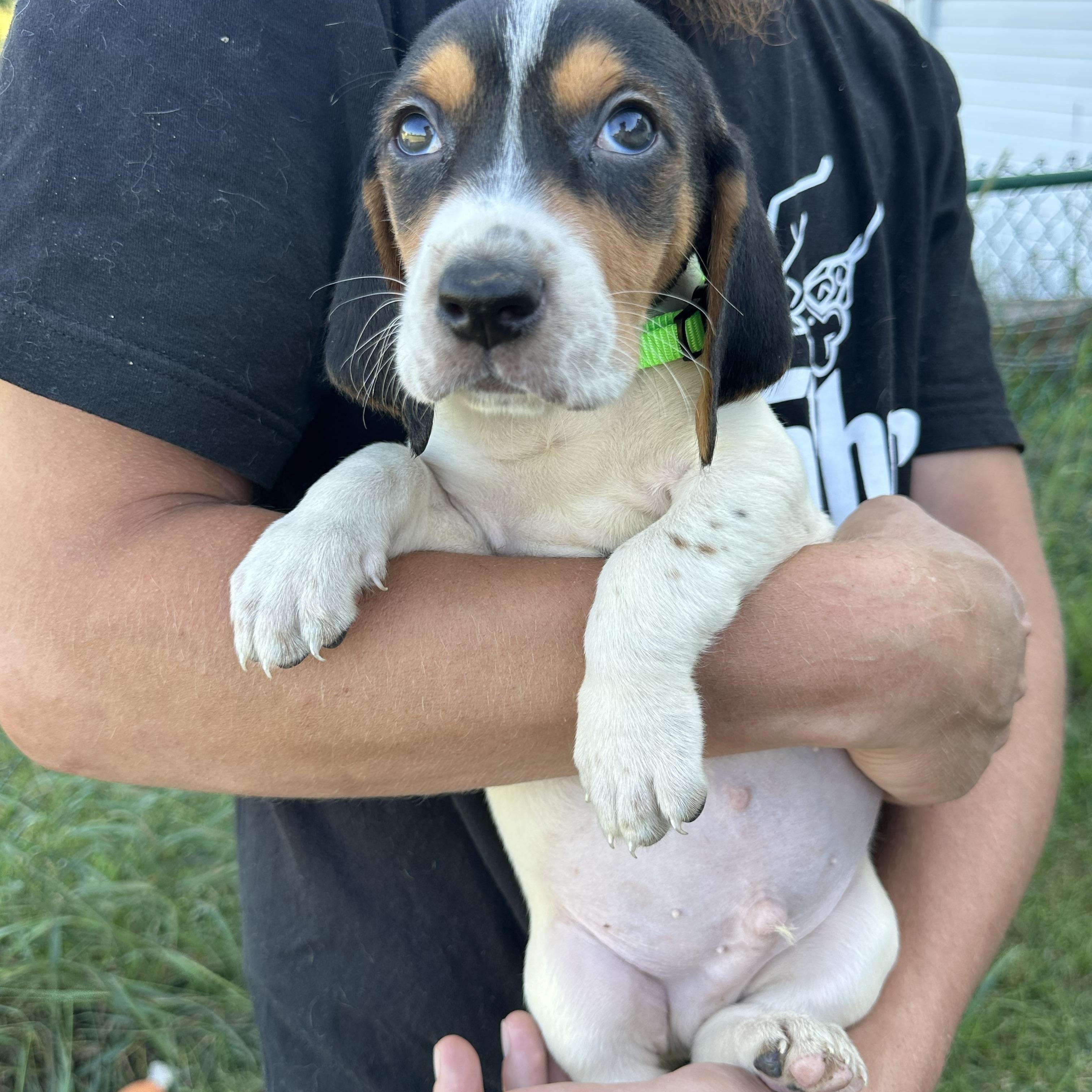 Zak, Adopted, Puppy Female Basset Hound & Treeing Walker Coonhound.