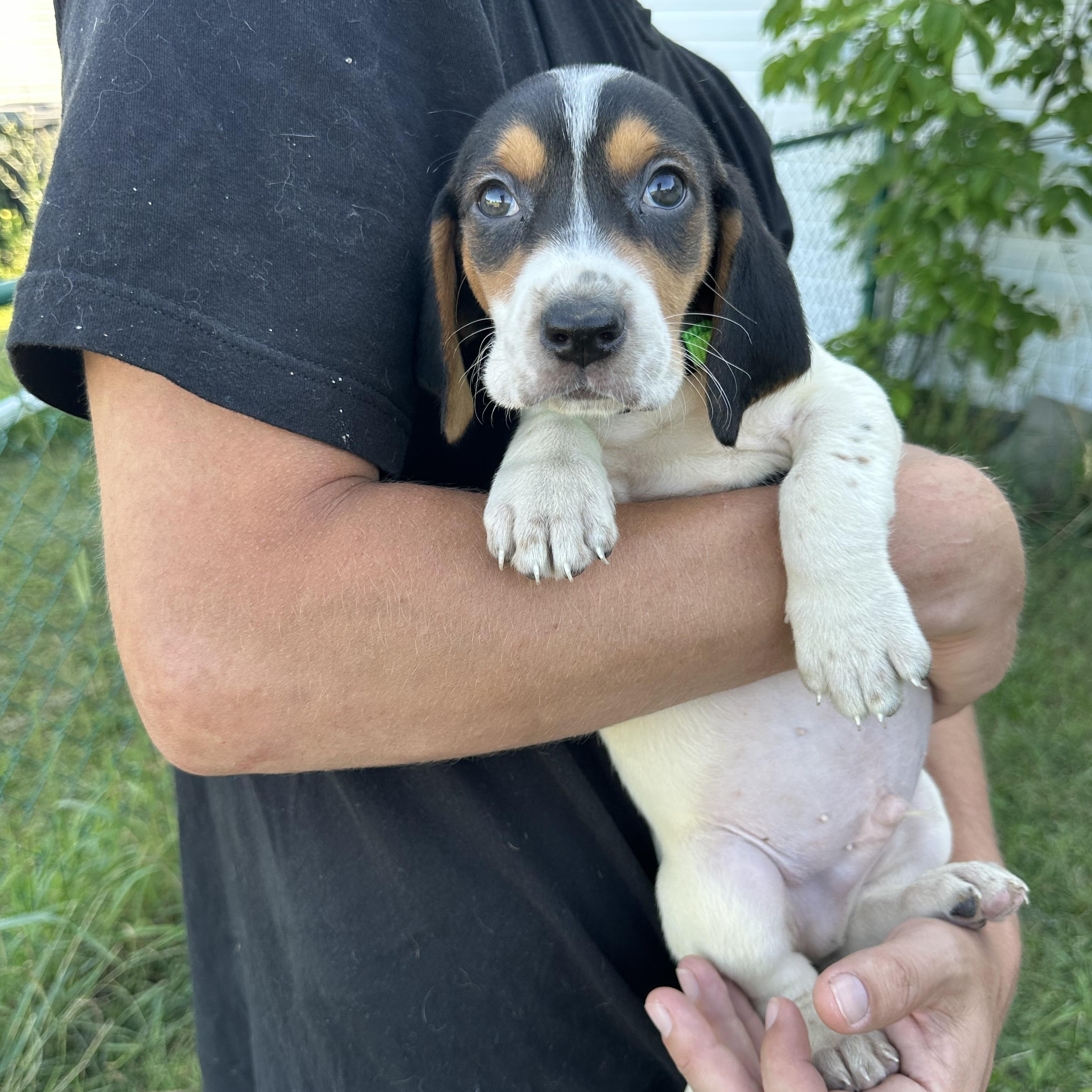 Enlarge Zak, a Adopted mixed breed in Mansfield, ON image 3/4