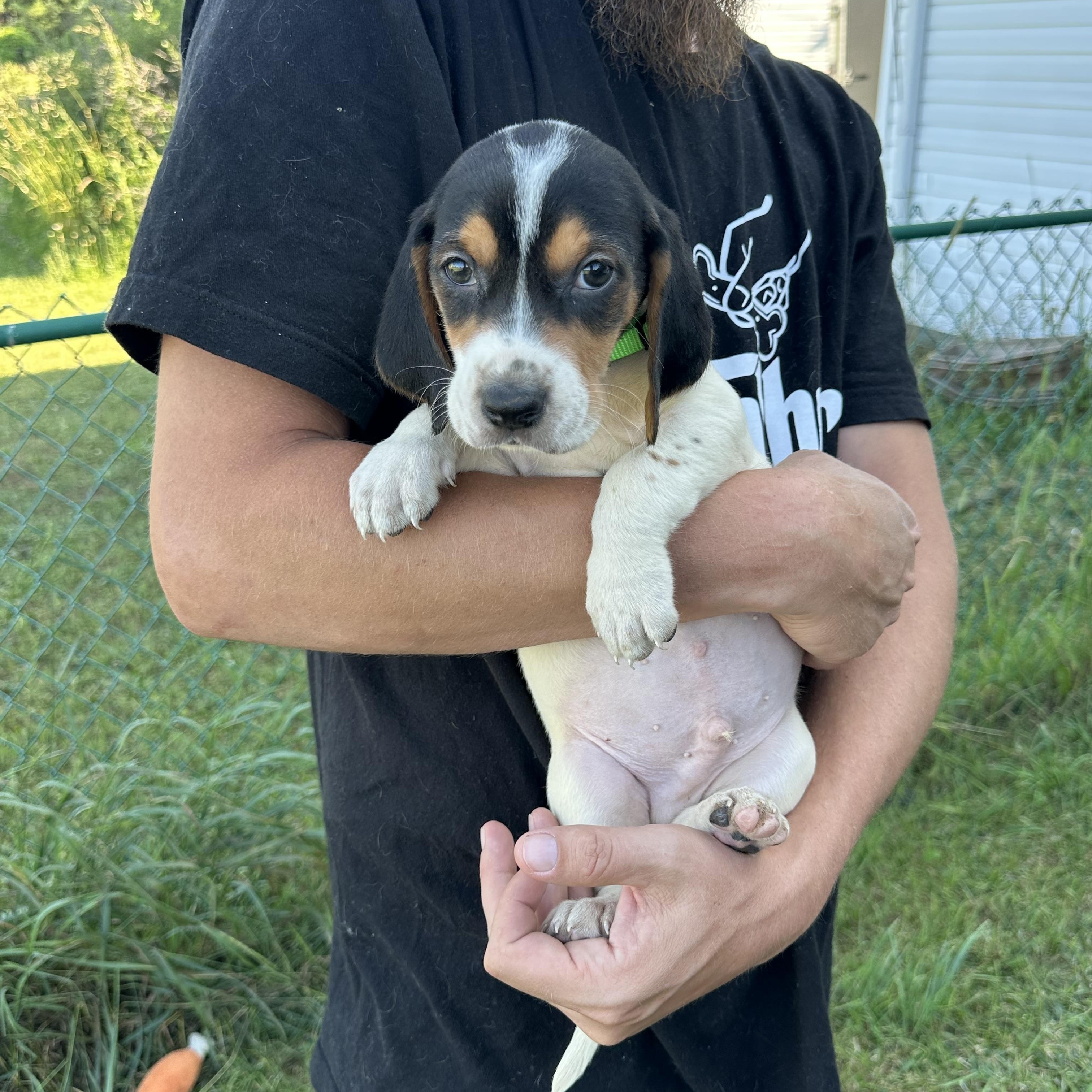 Enlarge Zak, a Adopted mixed breed in Mansfield, ON image 4/4