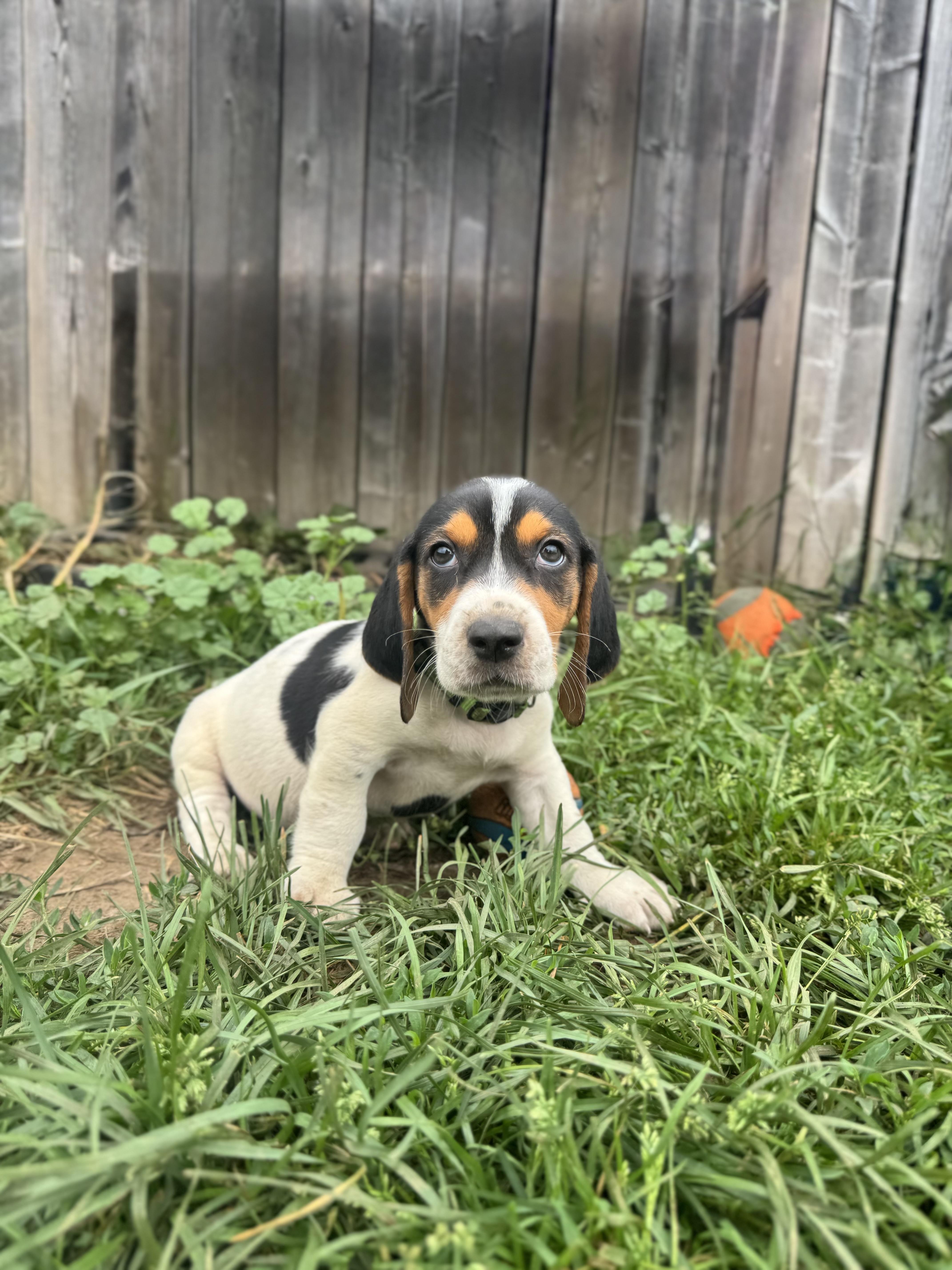 Enlarge Zak, a Adopted mixed breed in Mansfield, ON image 2/4