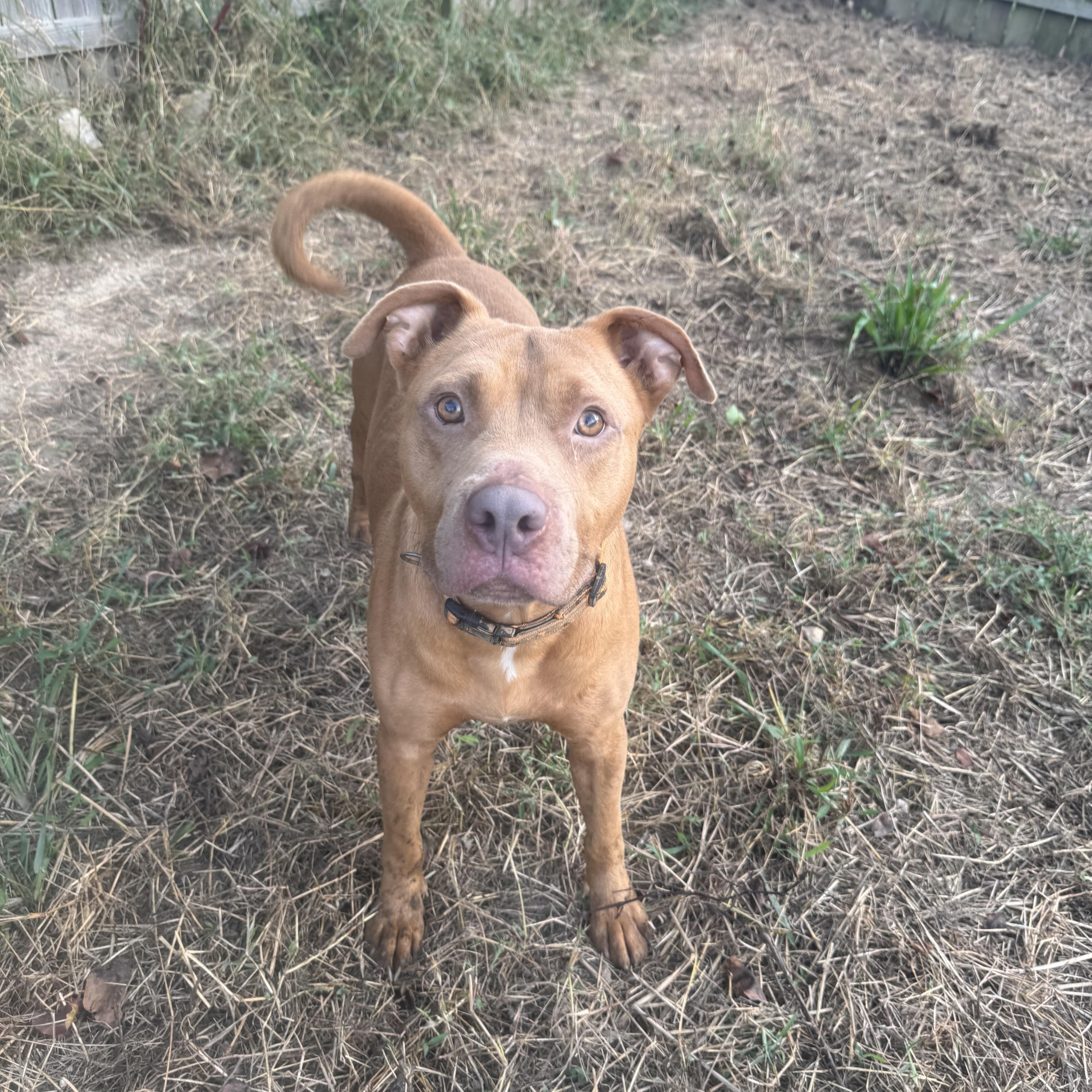Vamos, Adoptable, Young Male Pit Bull Terrier.