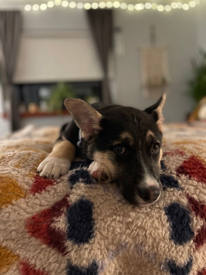 Jasper, Adopted, Puppy Male German Shepherd Dog.