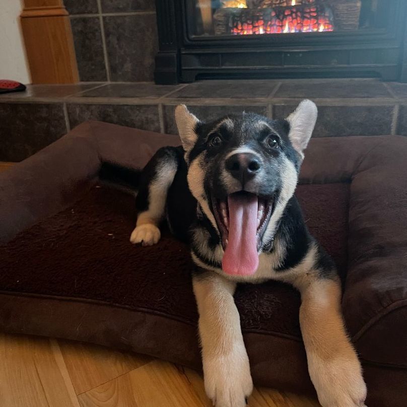 Enlarge Jasper, a Adopted mixed breed in Yreka, CA image 3/6