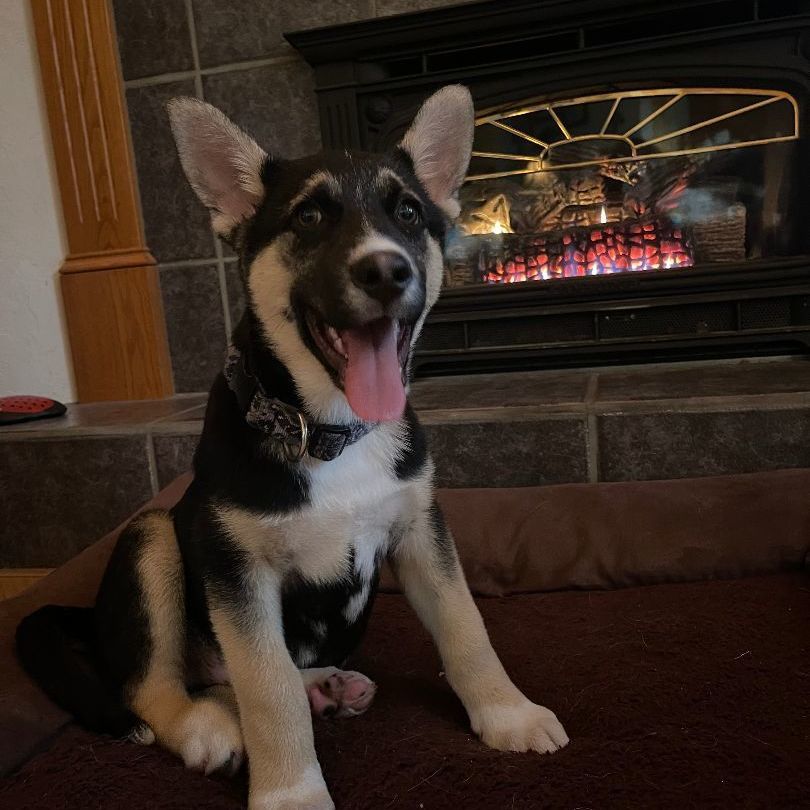 Enlarge Jasper, a Adopted mixed breed in Yreka, CA image 4/6