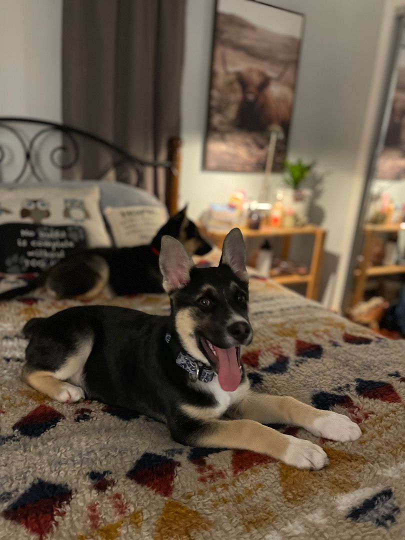 Enlarge Jasper, a Adopted mixed breed in Yreka, CA image 5/6