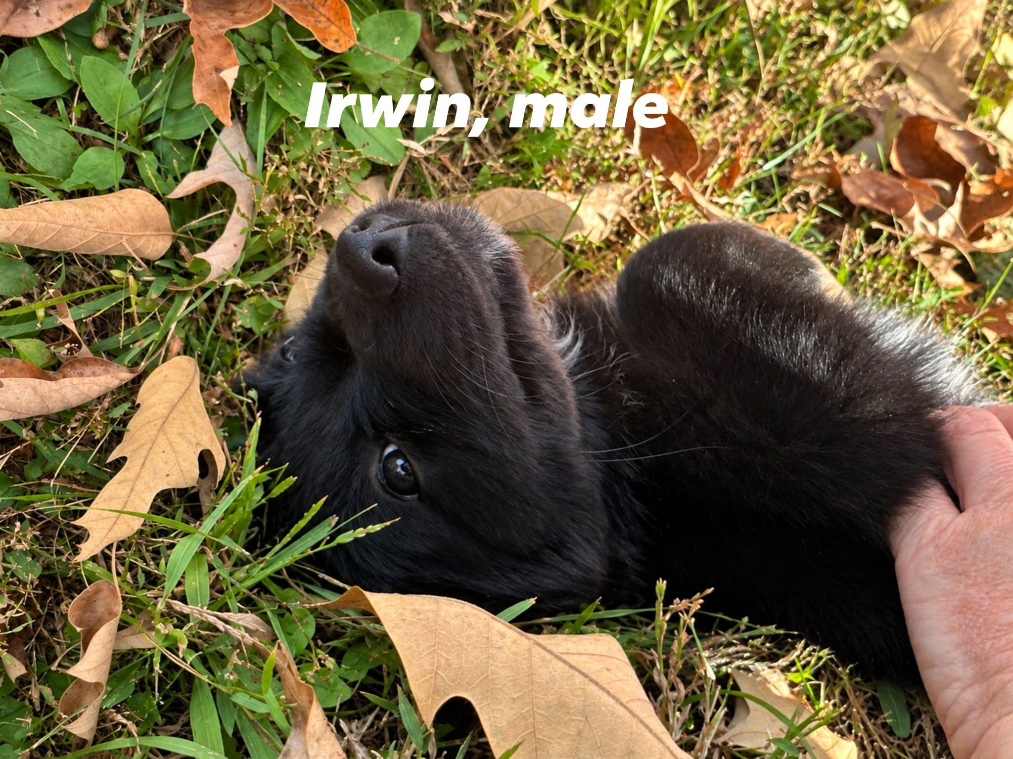 Enlarge Irwin, a Adoptable mixed breed in Middletown, NY image 2/5