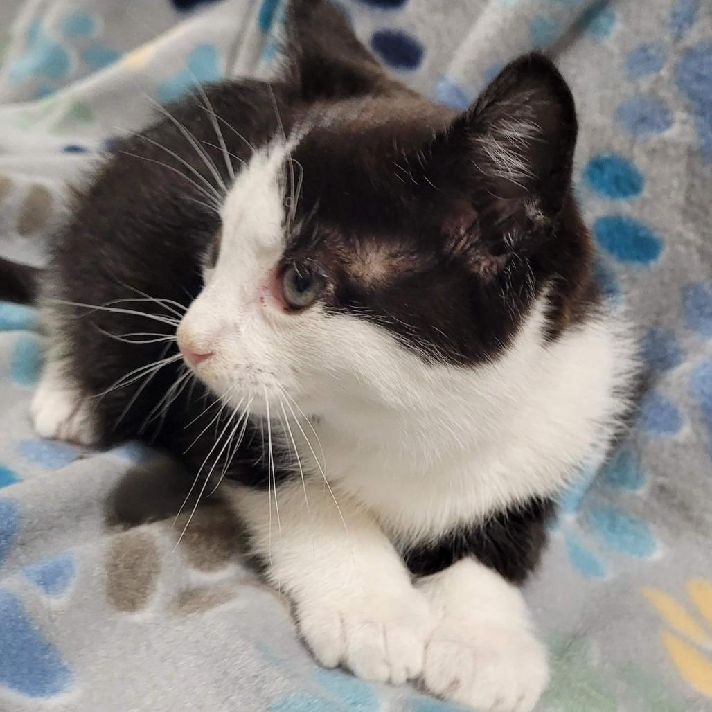 Enlarge Sly, a Adoptable Domestic Short Hair in Traverse City, MI image 1/2