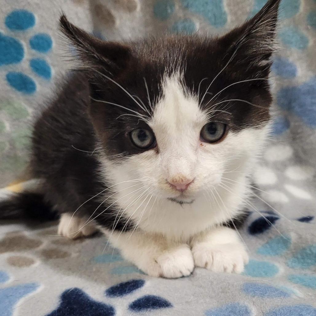 Enlarge Sly, a Adoptable Domestic Short Hair in Traverse City, MI image 2/2
