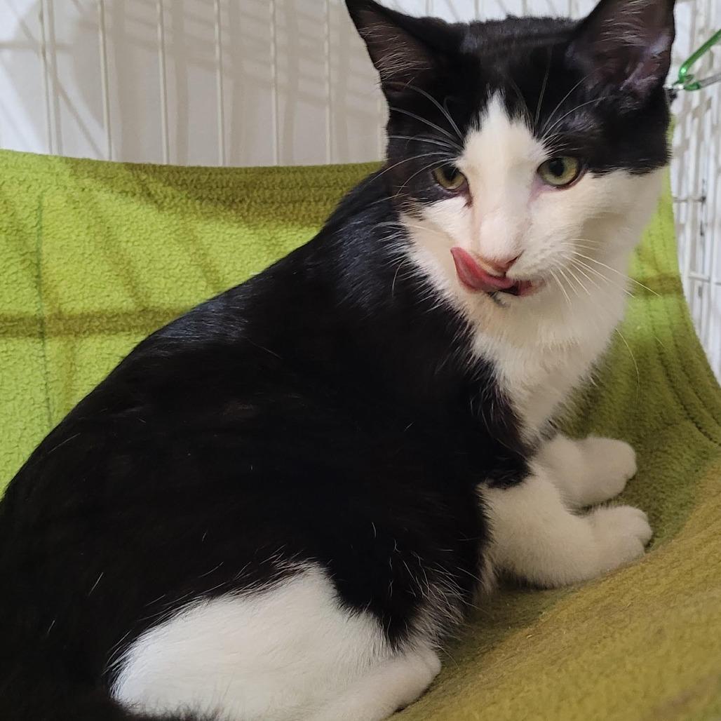 Enlarge Sly, a Adoptable Domestic Short Hair in Traverse City, MI image 3/3