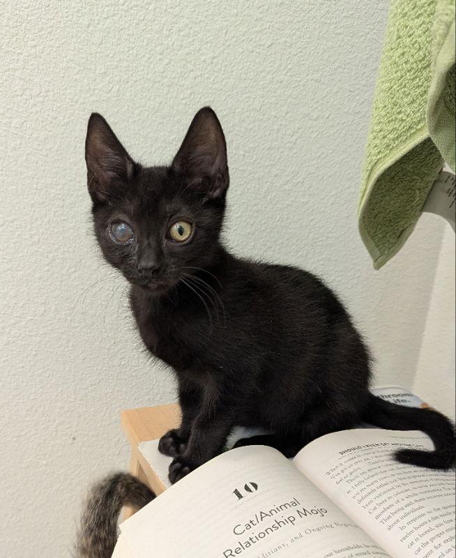 Cosmos, a Adopted Domestic Short Hair in Ocala, FL image 1/3