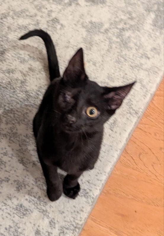 Cosmos, a Adopted Domestic Short Hair in Ocala, FL image 2/3