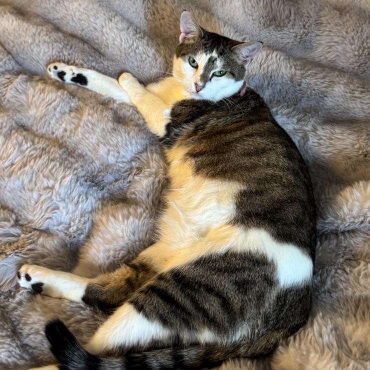 Lucy, Adoptable, Adult Female Domestic Short Hair.